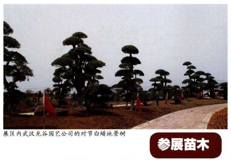 湖北武汉花卉苗木交易会