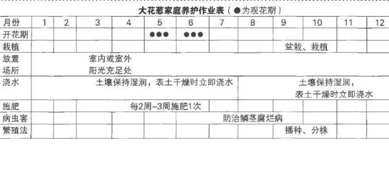 盆栽大花葱怎么浇水施肥的3个方法