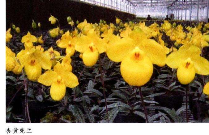 兜兰怎么浇水施肥