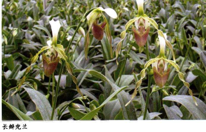 兜兰怎么浇水施肥