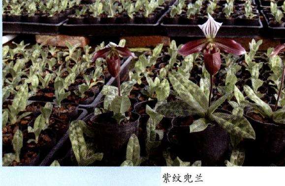 兜兰怎么病虫害防治