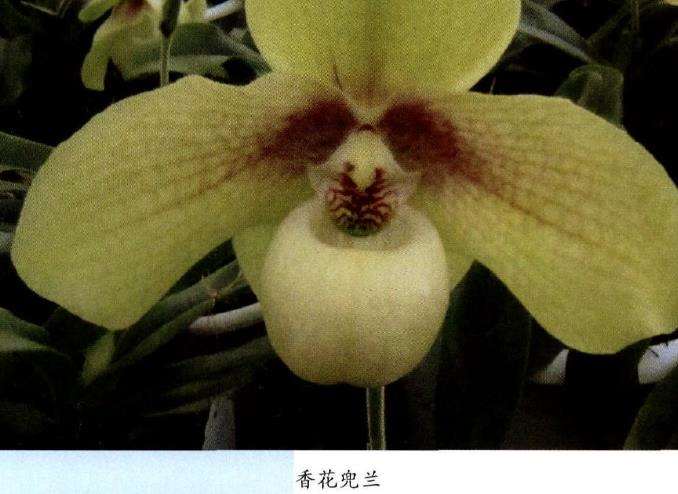 兜兰怎么病虫害防治