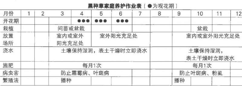 黑种草怎么浇水施肥的3个方法 图片