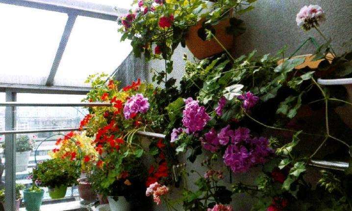 盐城花痴