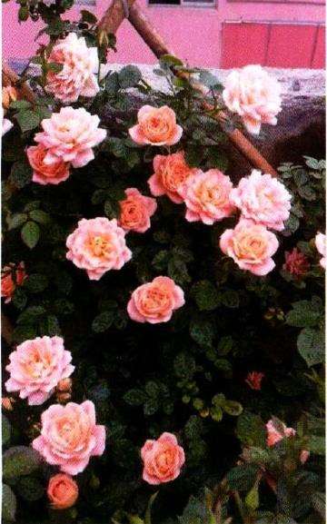 盐城花痴