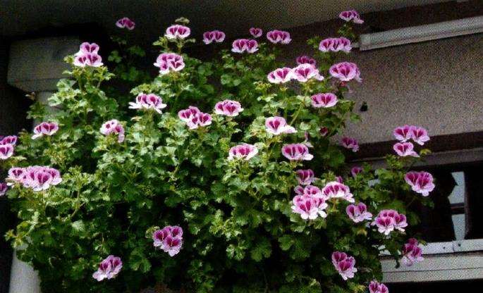 盐城花痴