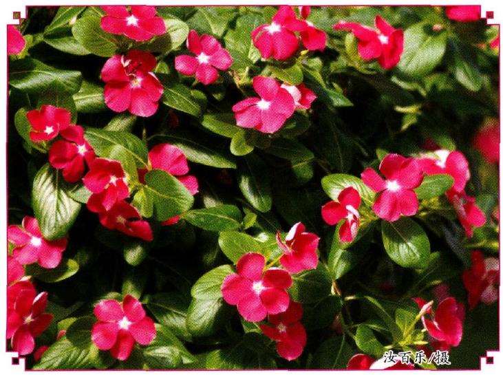 屋顶上慢慢长出不知名的各种花草