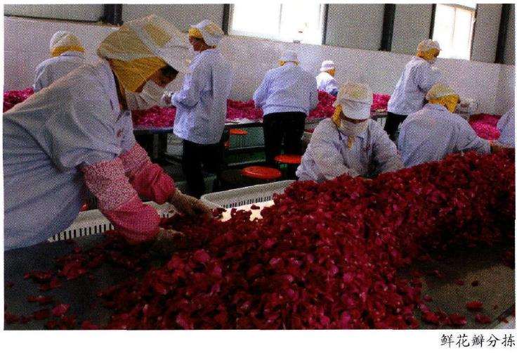 食用玫瑰行情上涨的4个原因 图片