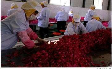 食用玫瑰行情上涨的4个原因 图片