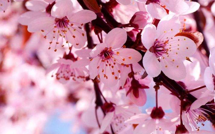 杏花并没有因了孤独而误了花期