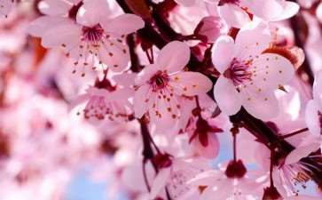 杏花并没有因了孤独而误了花期