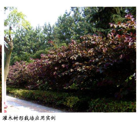 续叶加本大紫荆的引种栽培技术