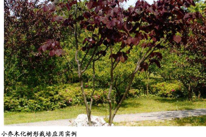 一种乔木状加今大紫荆苗木培育方法