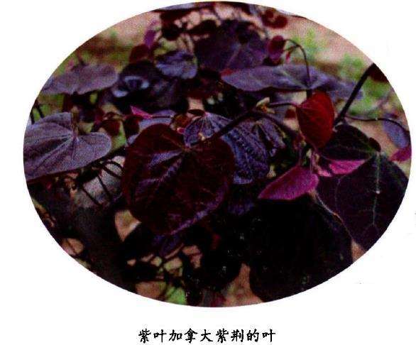 一种乔木状加今大紫荆苗木培育方法