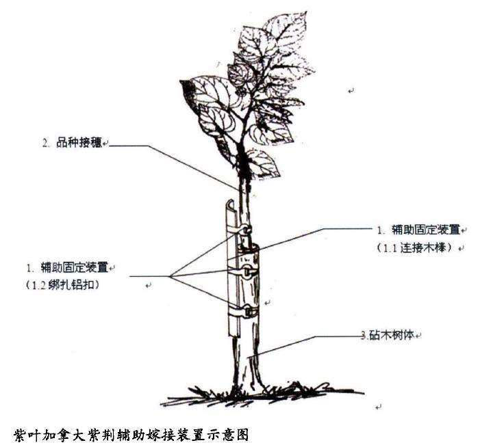 一种乔木状加今大紫荆苗木培育方法