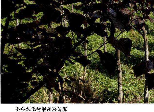 一种乔木状加今大紫荆苗木培育方法