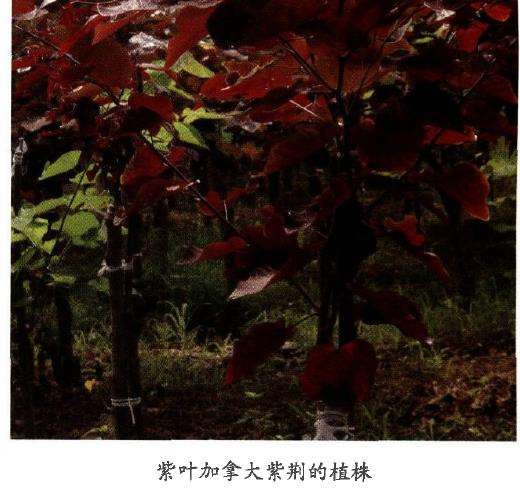 紫叶加乖大紫荆怎么辅助稼接装