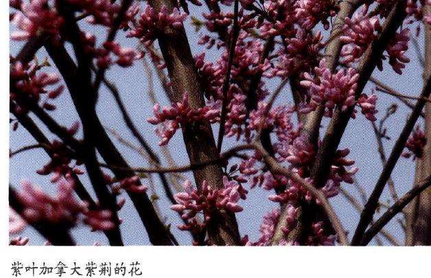 紫叶加乖大紫荆怎么辅助稼接装