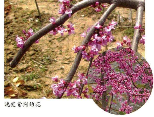 晚霞紫荆怎么嫁接繁殖和园林应用