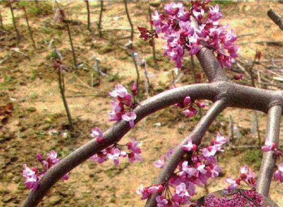 晚霞紫荆的形态特征和生态习性