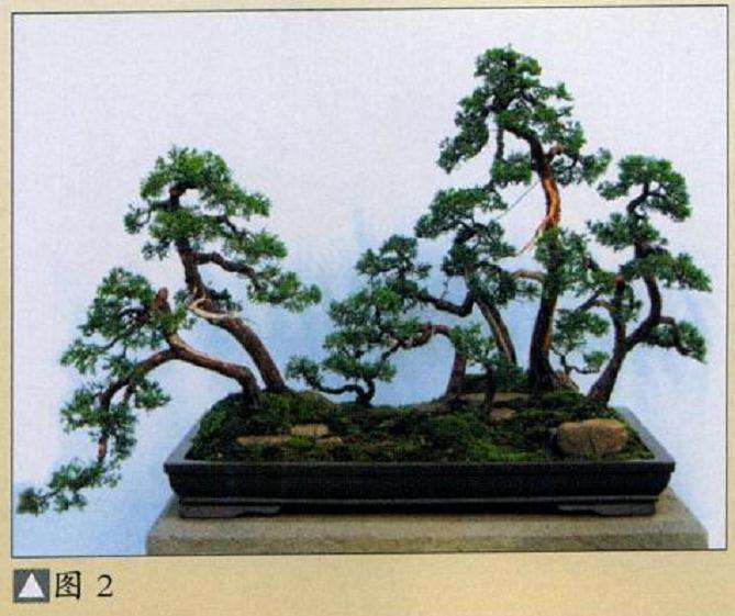 水旱真柏盆景怎么制作