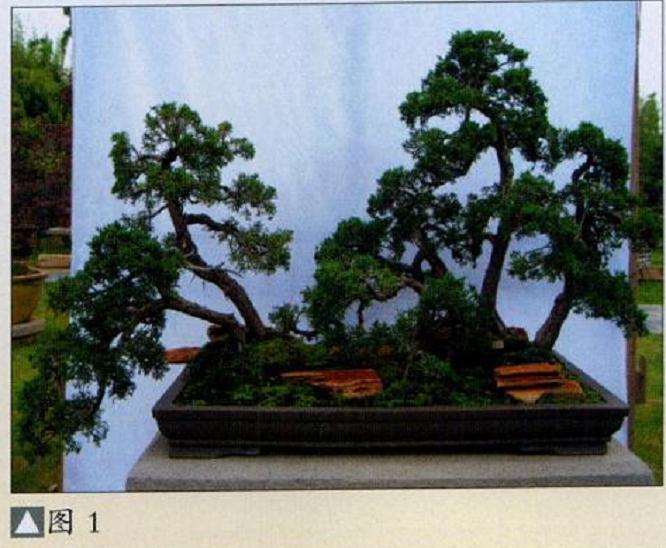 水旱真柏盆景怎么制作