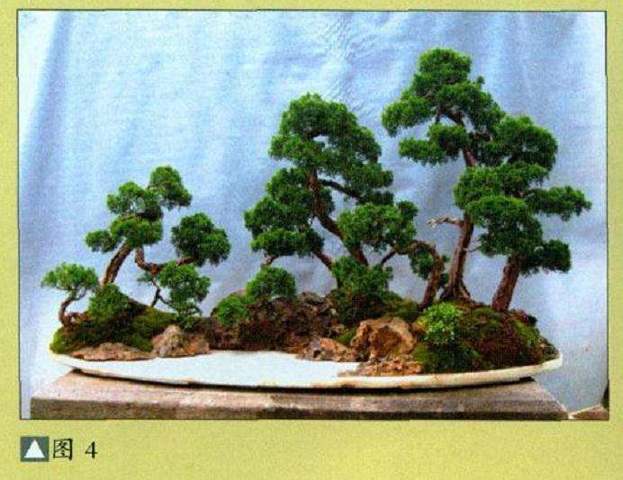 图解 水旱真柏盆景怎么制作的6个过程