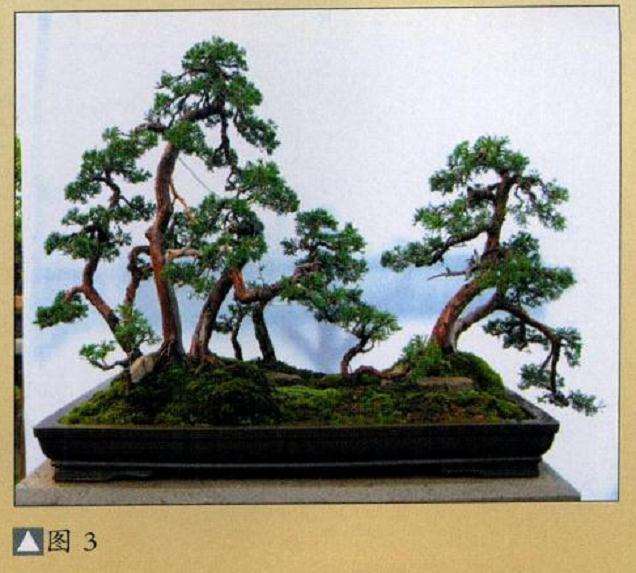 水旱真柏盆景怎么制作