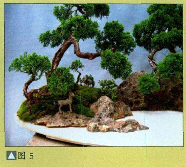 水旱真柏盆景怎么制作