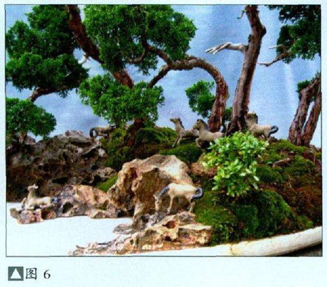 水旱真柏盆景怎么制作