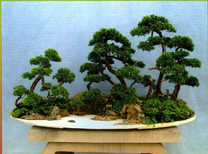 水旱真柏盆景怎么制作