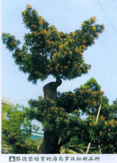 东莞真趣盆景园