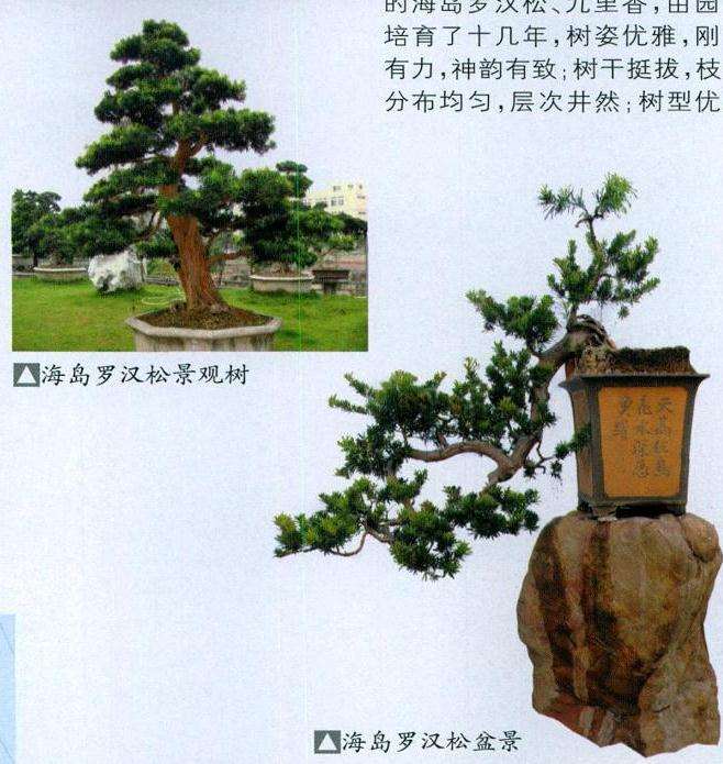 东莞真趣盆景园