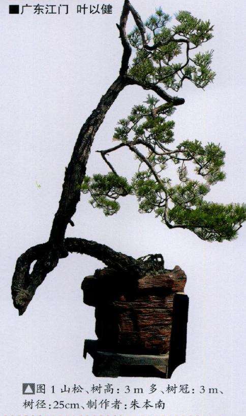 图解 山松盆景怎么树势造型的8个步骤