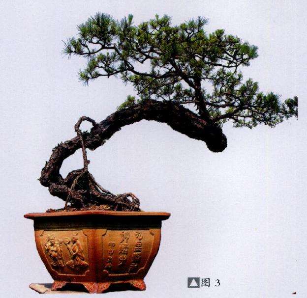 图解 山松盆景怎么树势造型的8个步骤