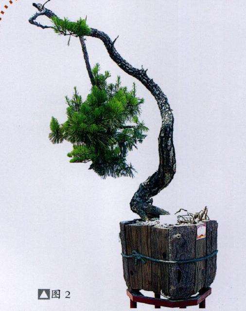 图解 山松盆景怎么树势造型的8个步骤