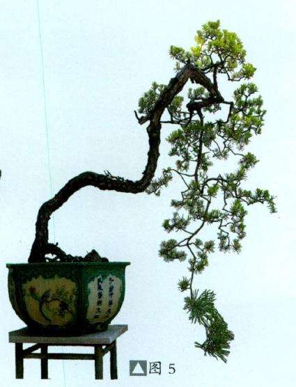 图解 山松盆景怎么树势造型的8个步骤