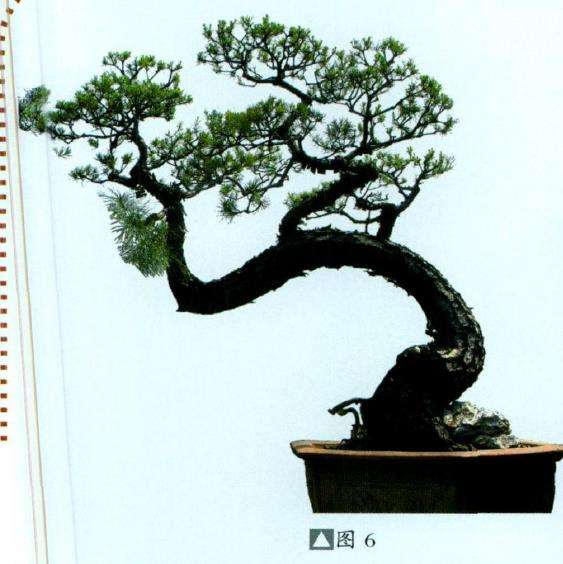 图解 山松盆景怎么树势造型的8个步骤