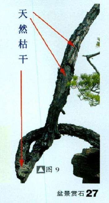 图解 山松盆景怎么树势造型的8个步骤