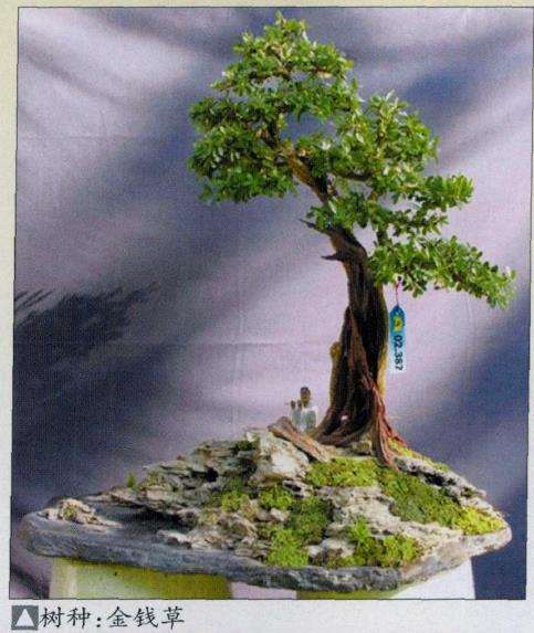 越南盆景艺术家 林玉荣 图片