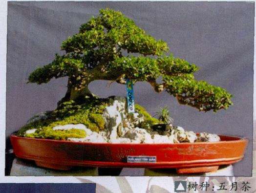 越南盆景艺术家 林玉荣 图片