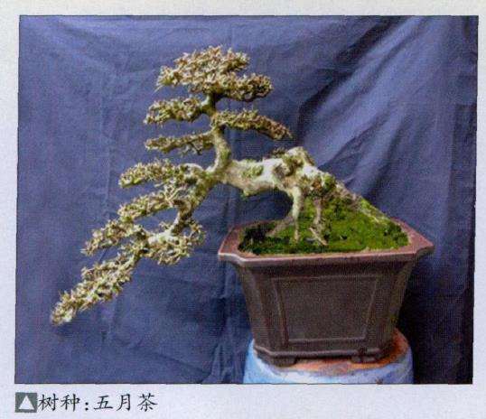 越南盆景艺术家 林玉荣 图片