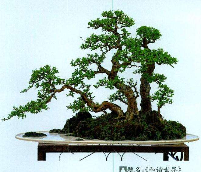 海南省第三届盆景评比展览