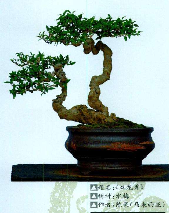 海南省第三届盆景评比展览