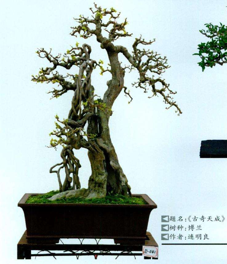 海南省第三届盆景评比展览