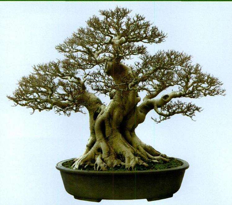 厦门柯成昆他自己对盆景的8个见解