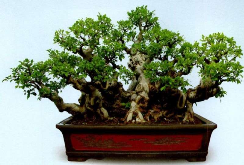 厦门柯成昆他自己对盆景的8个见解