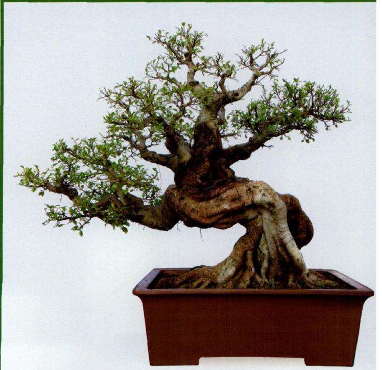 厦门柯成昆他自己对盆景的8个见解