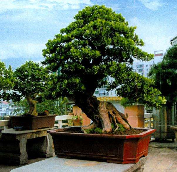 厦门柯成昆他自己对盆景的8个见解