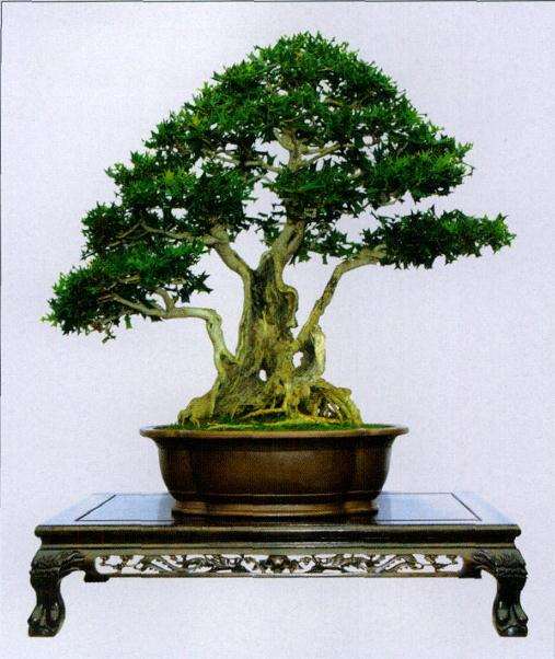 河南省第八届盆景展 图片